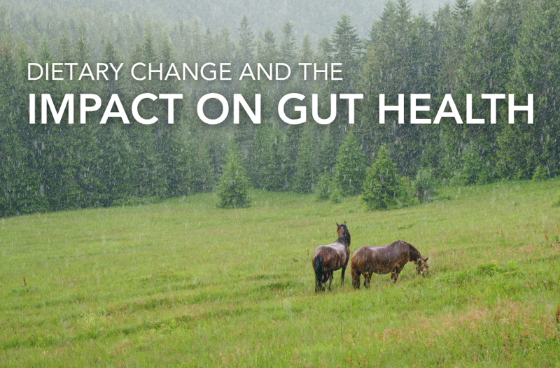 Dietary Change And The Impact On Gut Health | Equine Science Matters™
